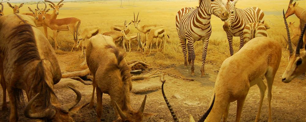 animals at the shore of a pond
